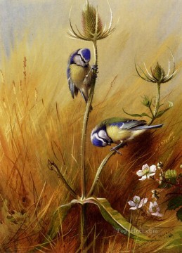  vögel - Bluetits auf Karde Archibald Thorburn Vögel